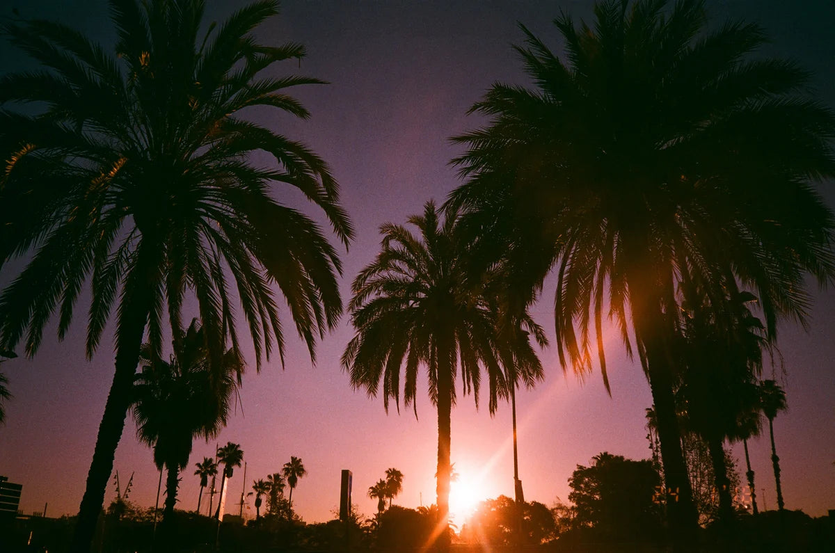 Dubblefilm Bubblegum EXP.36